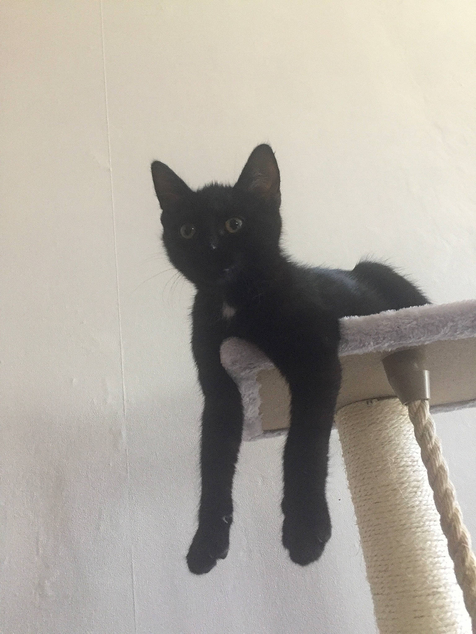 Ryu a rejoint le concours — aidez-le/la à gagner de superbes lots ! black_cat, bombay, carnivore, cat, claw, domestic_short_haired_cat, felidae, fur, grey, paw, small_to_medium_sized_cats, stairs, tail, terrestrial_animal, whiskers