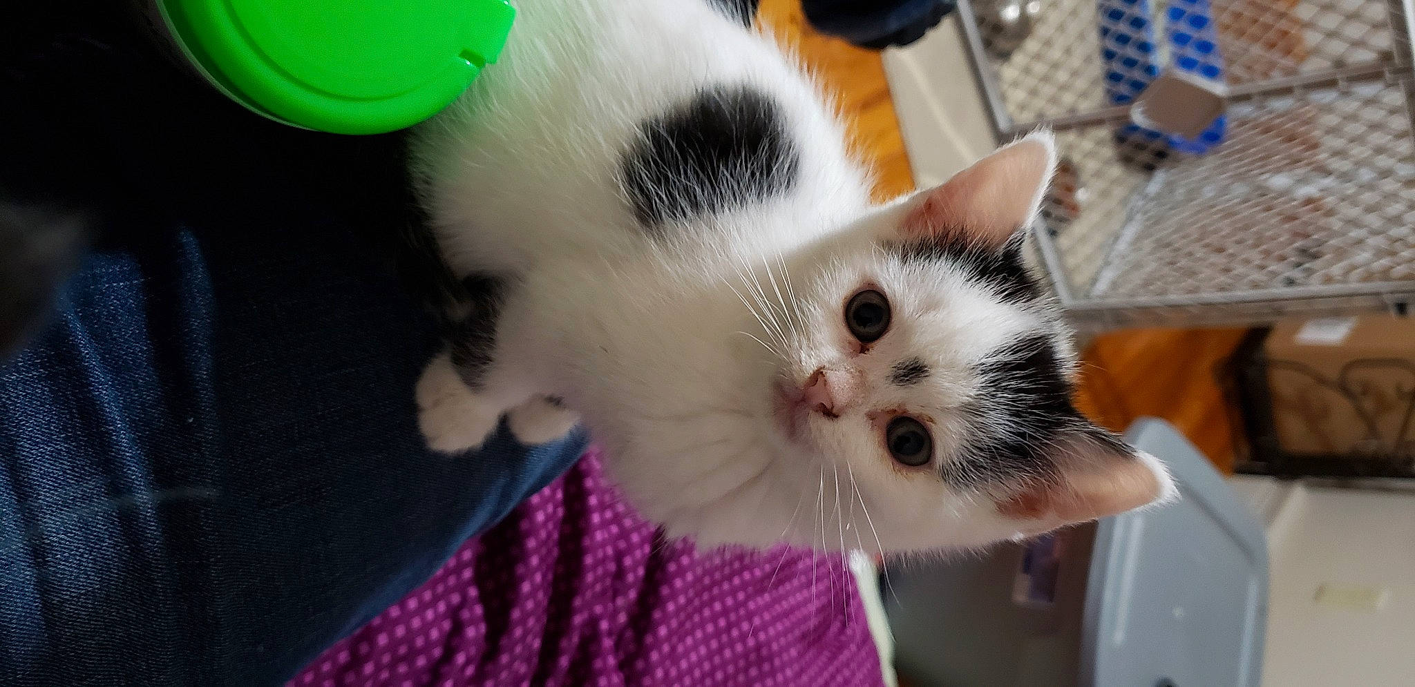 Jim joined the competition — help win amazing prizes! carnivore, cat, domestic_short_haired_cat, fawn, felidae, japanese_bobtail, kitten, mammal, paw, polydactyl_cat, small_to_medium_sized_cats, snout, turkish_van, whiskers