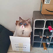 Peach participe au concours pour gagner de l'argent avec cette photo : cat, blue_eyes, cardboard_box, wine_bottles, wine_rack, floor_tiles, indoor, pet, feline, curious, fluffy, white_wall, collar, domestic_cat, container, box, sitting, cute, animal, home
