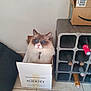 cat, blue_eyes, cardboard_box, wine_bottles, wine_rack, floor_tiles, indoor, pet, feline, curious, fluffy, white_wall, collar, domestic_cat, container, box, sitting, cute, animal, home