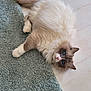 Peach a rejoint le concours — aidez-le/la à gagner de superbes lots ! cat, blue_eyes, fluffy_fur, lying_down, teal_rug, indoor, wooden_floor, pet, curious, relaxed, feline, whiskers, pink_nose, soft_texture, home, cozy, domestic_animal, fur_pattern, cute, animal