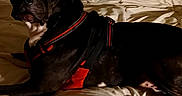 Rocky is registered to the contest to win money with this photo: dog, bed, pillow, blanket, indoor, pet, black_dog, harness, furniture, resting, cozy, looking, animal, canine, domestic_animal, sleeping_area, comfort, closeup, home, relaxing