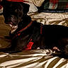 dog, bed, pillow, blanket, indoor, pet, black_dog, harness, furniture, resting, cozy, looking, animal, canine, domestic_animal, sleeping_area, comfort, closeup, home, relaxing