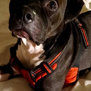 Rocky joined the competition — help win amazing prizes! dog, black_dog, orange_harness, bed, blanket, pillow, indoor, pet, animal, canine, resting, looking_up, fur, ears, snout, white_chest, domestic_animal, companion, cute, portrait