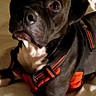 dog, black_dog, orange_harness, bed, blanket, pillow, indoor, pet, animal, canine, resting, looking_up, fur, ears, snout, white_chest, domestic_animal, companion, cute, portrait