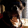 Rocky is registered to the contest to win money with this photo: dog, pet, indoor, bed, curtains, harness, black_dog, white_chest, resting, animal, canine, portrait, text_overlay, furniture, domestic_animal, cute, companion, home, relaxed, shadow