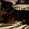 Rocky joined the competition — help win amazing prizes! dog, black_dog, bed, pillow, red_harness, indoor, pet, canine, resting, blanket, furniture, cozy, sleeping_area, animal, domestic, cute, companion, laying_down, warm_lighting, room