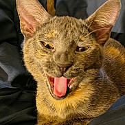 Ione is registered to the contest to win money with this photo: cat, feline, animal, pet, cute, yawning, mouth_open, ears, fur, whiskers, relaxed, indoor, cozy, blanket, resting, tabby, small_animal, playful, expression, lying_down