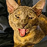 cat, feline, animal, pet, cute, yawning, mouth_open, ears, fur, whiskers, relaxed, indoor, cozy, blanket, resting, tabby, small_animal, playful, expression, lying_down
