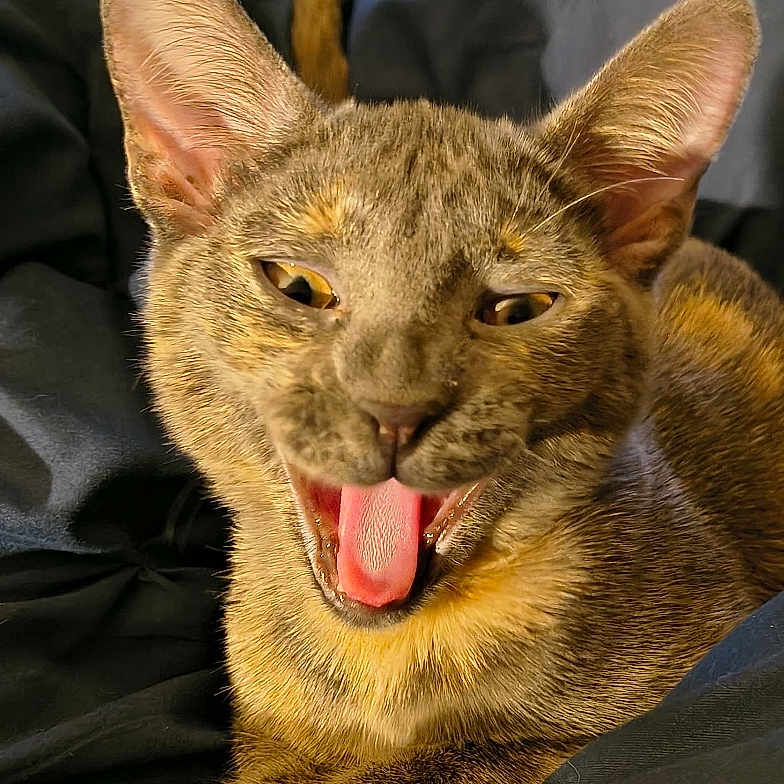 Ione is registered to the contest to win money with this photo: cat, feline, animal, pet, cute, yawning, mouth_open, ears, fur, whiskers, relaxed, indoor, cozy, blanket, resting, tabby, small_animal, playful, expression, lying_down