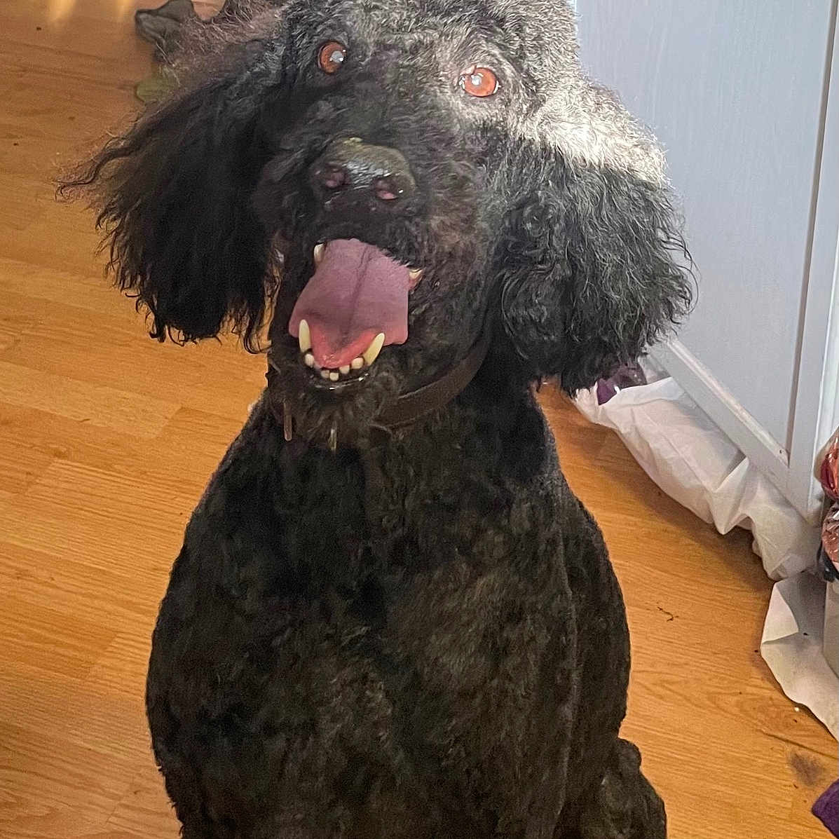 Olaf is registered to the contest to win money with this photo: animal, bodypart, canine, cockerspaniel, dog, hardwood, mouth, person, pet, poodle, puppy, wood
