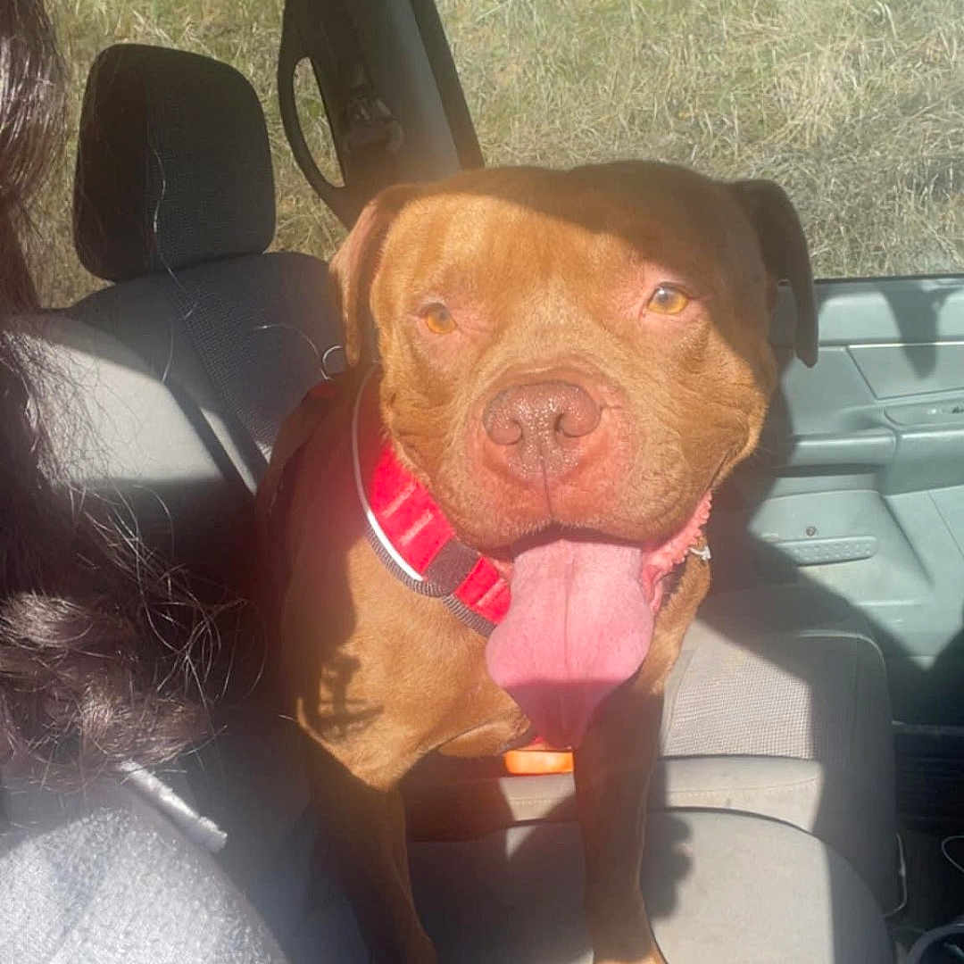 Dozer