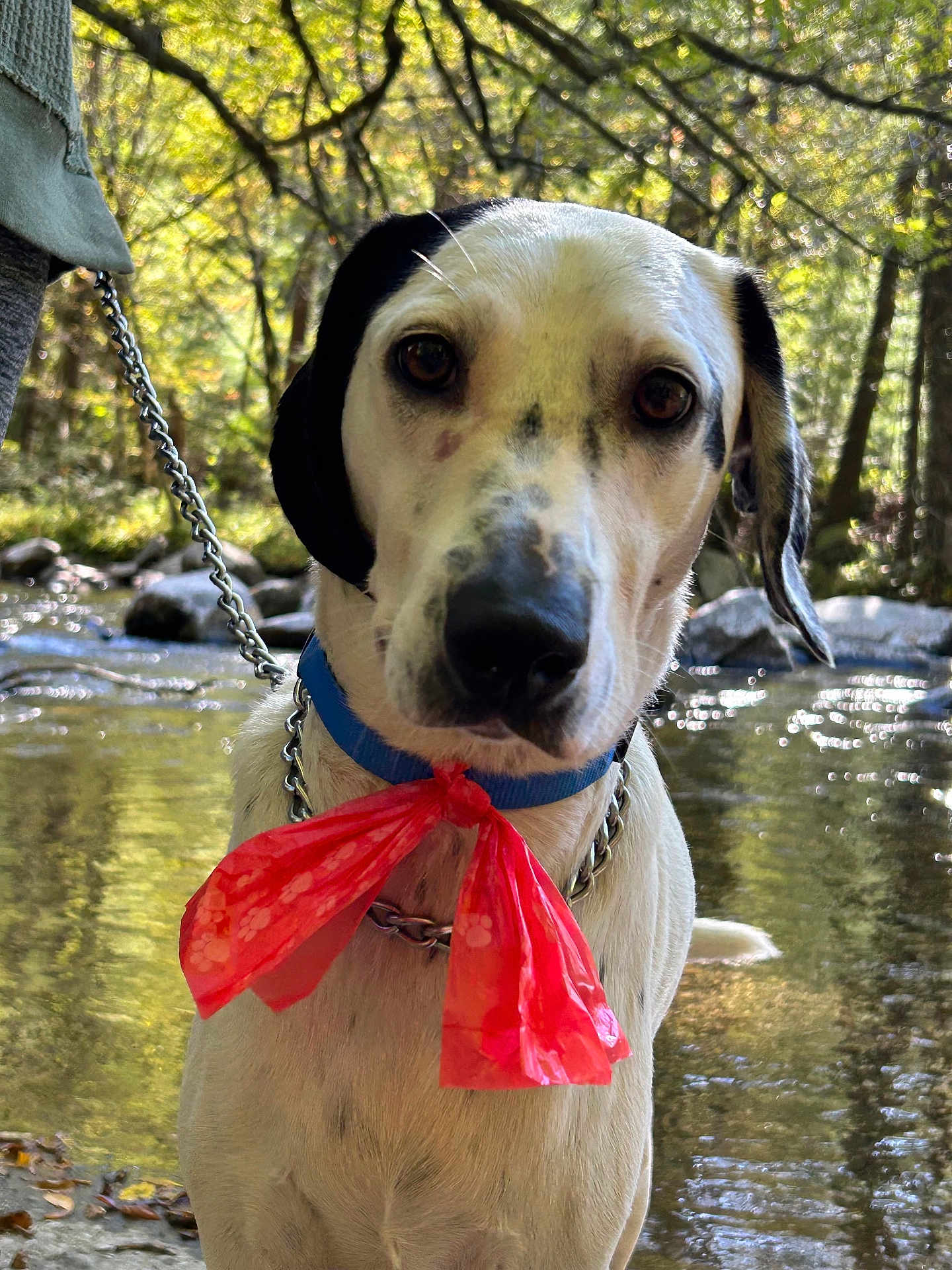 Snoopy joined the competition — help win amazing prizes! dog, animal, pet, collar, leash, red_bow, forest, stream, water, nature, outdoor, sunlight, trees, rocks, autumn, closeup, portrait, canine, whitedog, blackspotted