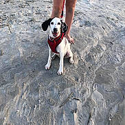 Snoopy joined the competition — help win amazing prizes! dog, beach, sand, harness, leash, human_legs, barefoot, shorts, outdoor, pet, happy, animal, summer, playful, spot, canine, nature, daylight, footprints, shells