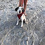 dog, beach, sand, harness, leash, human_legs, barefoot, shorts, outdoor, pet, happy, animal, summer, playful, spot, canine, nature, daylight, footprints, shells