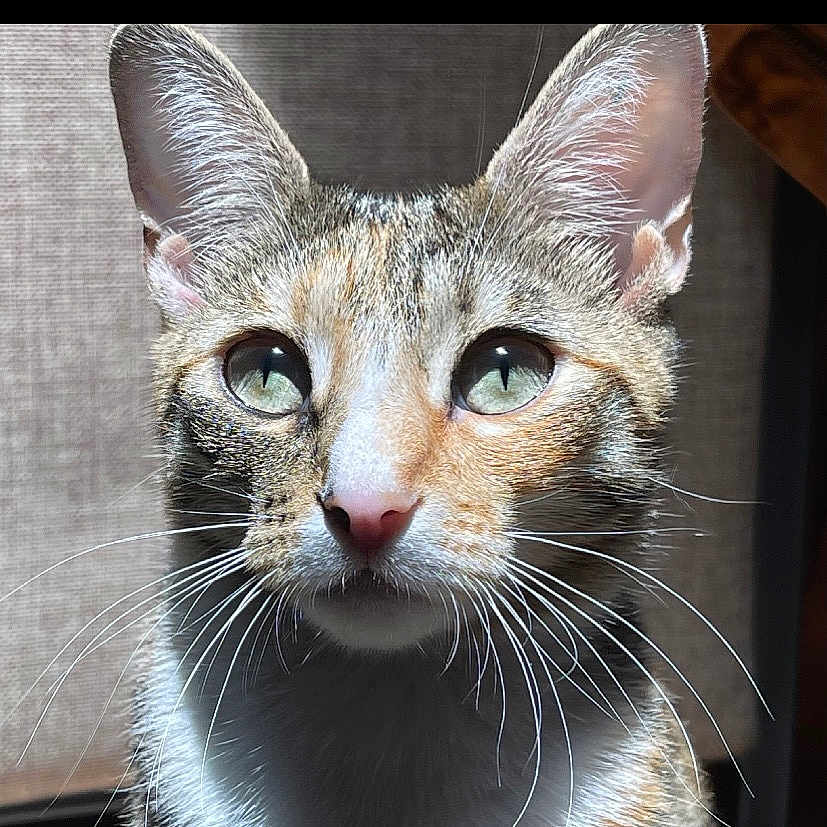 Nala