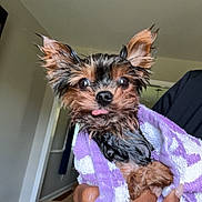 Momo is registered to the contest to win money with this photo: dog, wet_dog, small_dog, puppy, towel, hand, indoor, floor, wood_floor, person_hand, nail_polish, ring, brown_dog, curly_dog, background, room, wall, doorway, tongue_out, cute