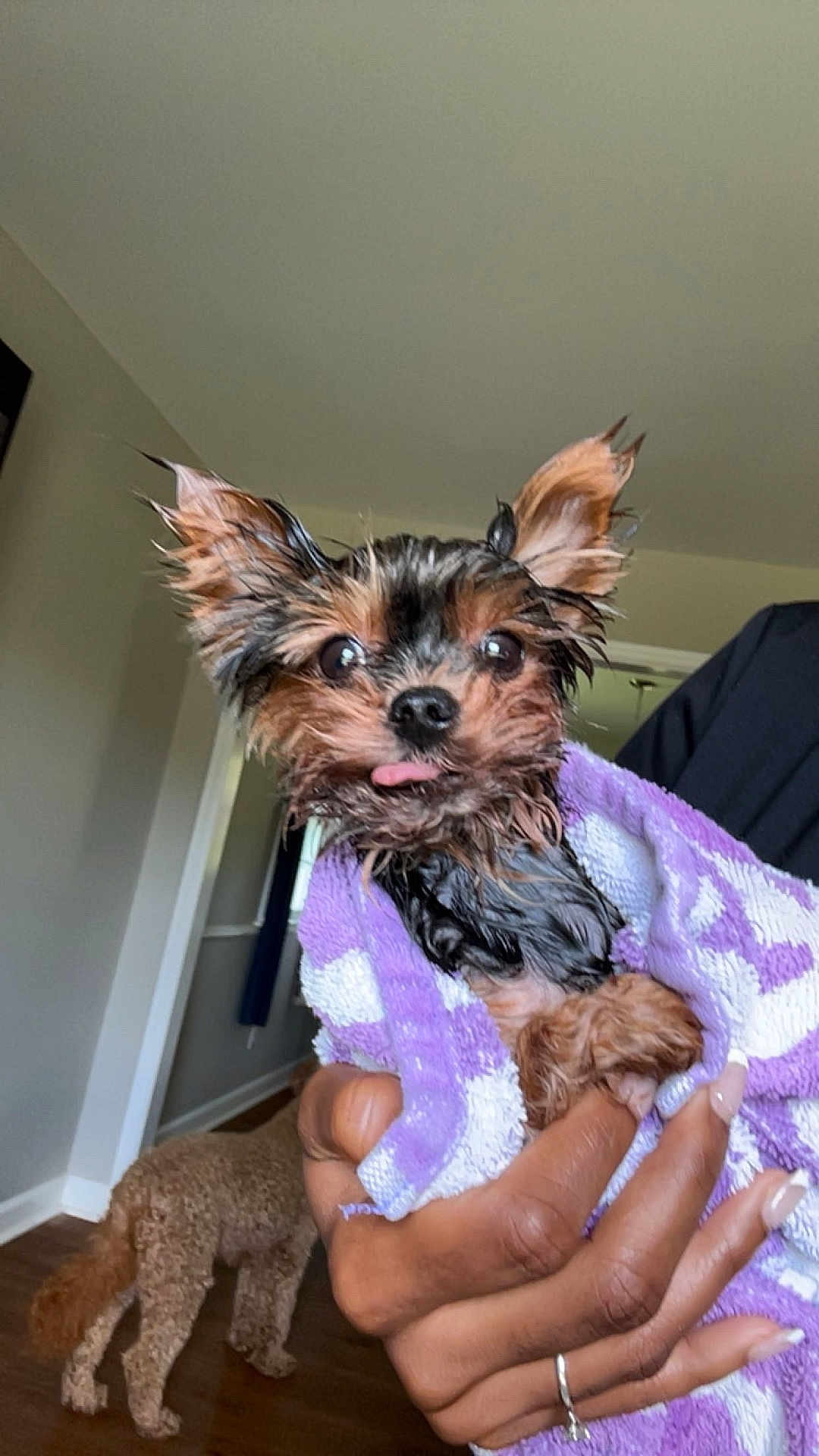 Momo is registered to the contest to win money with this photo: dog, wet_dog, small_dog, puppy, towel, hand, indoor, floor, wood_floor, person_hand, nail_polish, ring, brown_dog, curly_dog, background, room, wall, doorway, tongue_out, cute