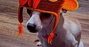 Chanel is registered to the contest to win money with this photo: animal, costume, cute, dog, ears, eyes, floor, funny, hat, indoor, knitted_hat, nose, orange, pet, shadow, sitting, small_dog, turkey_hat, wooden_floor, yellow