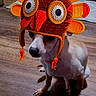 animal, costume, cute, dog, ears, eyes, floor, funny, hat, indoor, knitted_hat, nose, orange, pet, shadow, sitting, small_dog, turkey_hat, wooden_floor, yellow