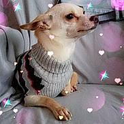 Chanel joined the competition — help win amazing prizes! animal, comfort, couch, cozy, cute, decor, dog, domestic, furniture, heart_effects, indoor, knitted_sweater, light, pet, portrait, relaxed, sitting, small_dog, sparkle_effects, sweater