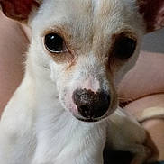 Chanel is registered to the contest to win money with this photo: animal, black_nose, blurred_background, close_up, companion, cute, dog, domestic_animal, ears, expression, face, friendly, fur, human_arm, indoor, light_fur, looking, pet, portrait, small_dog