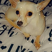 Chanel joined the competition — help win amazing prizes! dog, small_dog, cute, ears, blanket, text_on_blanket, white_dog, pet, animal, indoor, cozy, sleeping_position, bed, fur, paw, closeup, companion, resting, adorable, star_effect