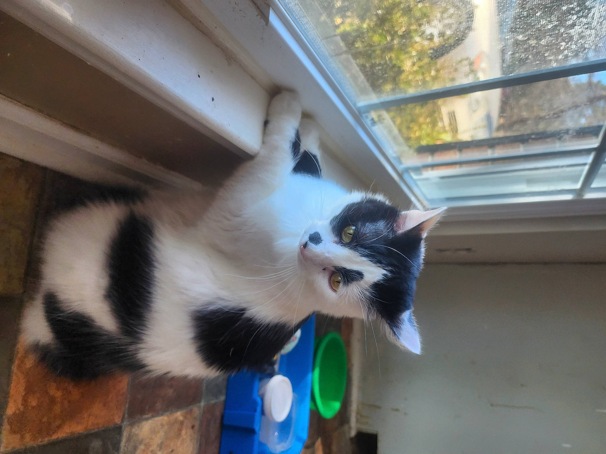 Buddy is registered to the contest to win money with this photo: animal_shelter, carnivore, cat, daylighting, domestic_short_haired_cat, felidae, fur, houseplant, paw, plant, small_to_medium_sized_cats, snout, tail, tree, whiskers, window, wood