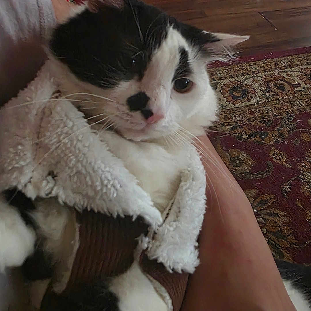 Buddy joined the competition — help win amazing prizes! animal, black_and_white, blanket, cat, closeup, cozy, cute, domestic, feline, fur, hand, indoor, living_room, person, pet, relaxed, rug, sitting, warm, wooden_floor