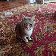 Milo is registered to the contest to win money with this photo: armchair, bored_expression, carpet, cat, clutter, collar, dresser, feline, floor_debris, hardwood_floor, home, indoor, living_room, patterned_rug, paws, pet, shoe, sneaker, upholstery, whiskers