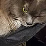 Scooter is registered to the contest to win money with this photo: cat, cat_like_mammal, close_up, domestic_long_haired_cat, domestic_short_haired_cat, eye, fauna, fur, korat, nebelung, small_to_medium_sized_cats, snout, whiskers