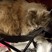 Scooter joined the competition — help win amazing prizes! cat, cat_like_mammal, domestic_long_haired_cat, fur, kitten, nebelung, norwegian_forest_cat, ragdoll, small_to_medium_sized_cats, snout, whiskers