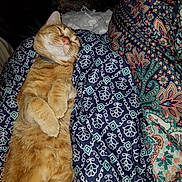 Simba is registered to the contest to win money with this photo: asian, carnivore, cat, european_shorthair, fawn, felidae, fur, german_rex, room, small_to_medium_sized_cats, tail, textile, whiskers