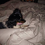 Zoey joined the competition — help win amazing prizes! dog, pet, bed, blanket, bedding, collar, fur, indoor, resting, sleepy, cute, animal, comfort, cozy, black, white, paw, fur_pattern, relaxation, small_dog