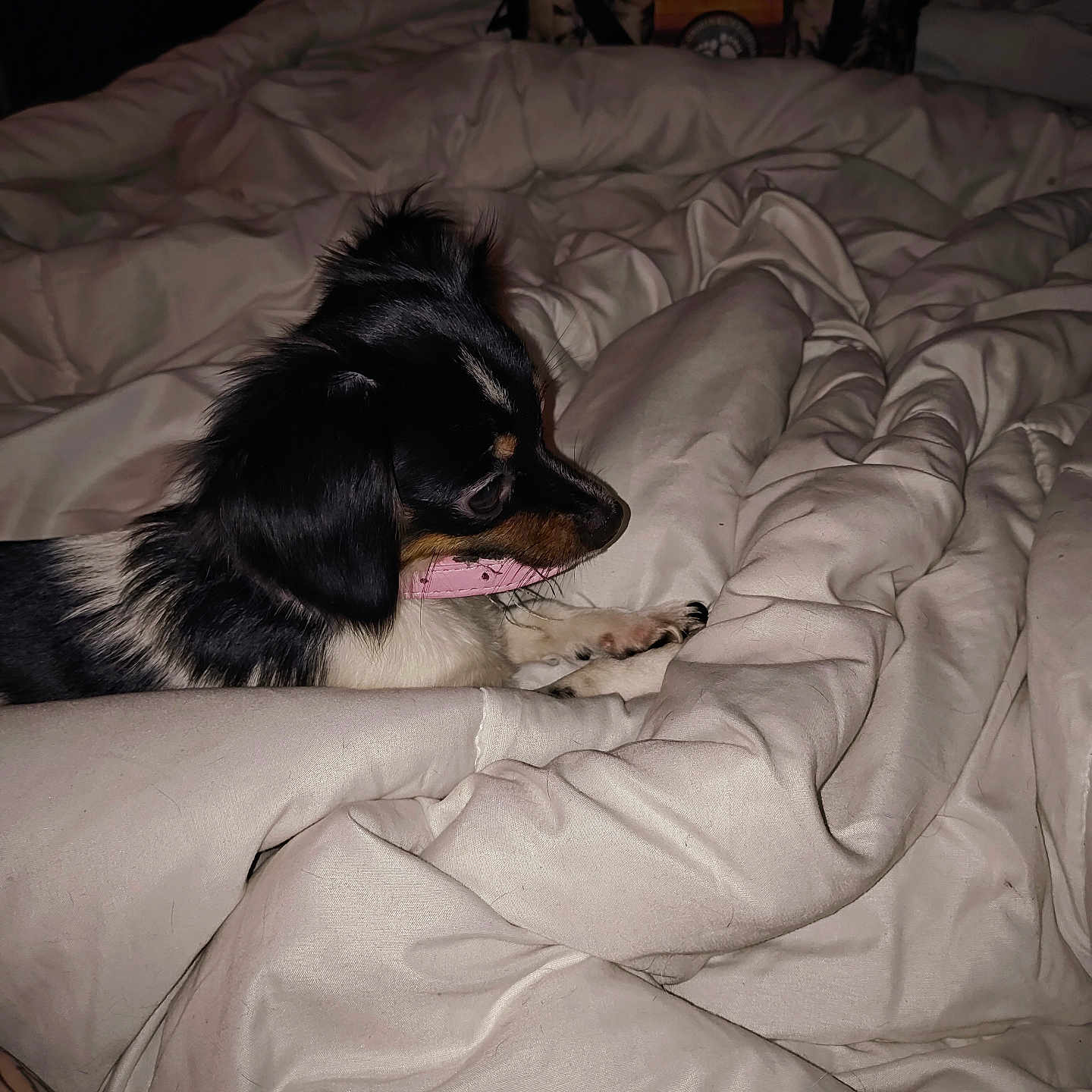 Zoey