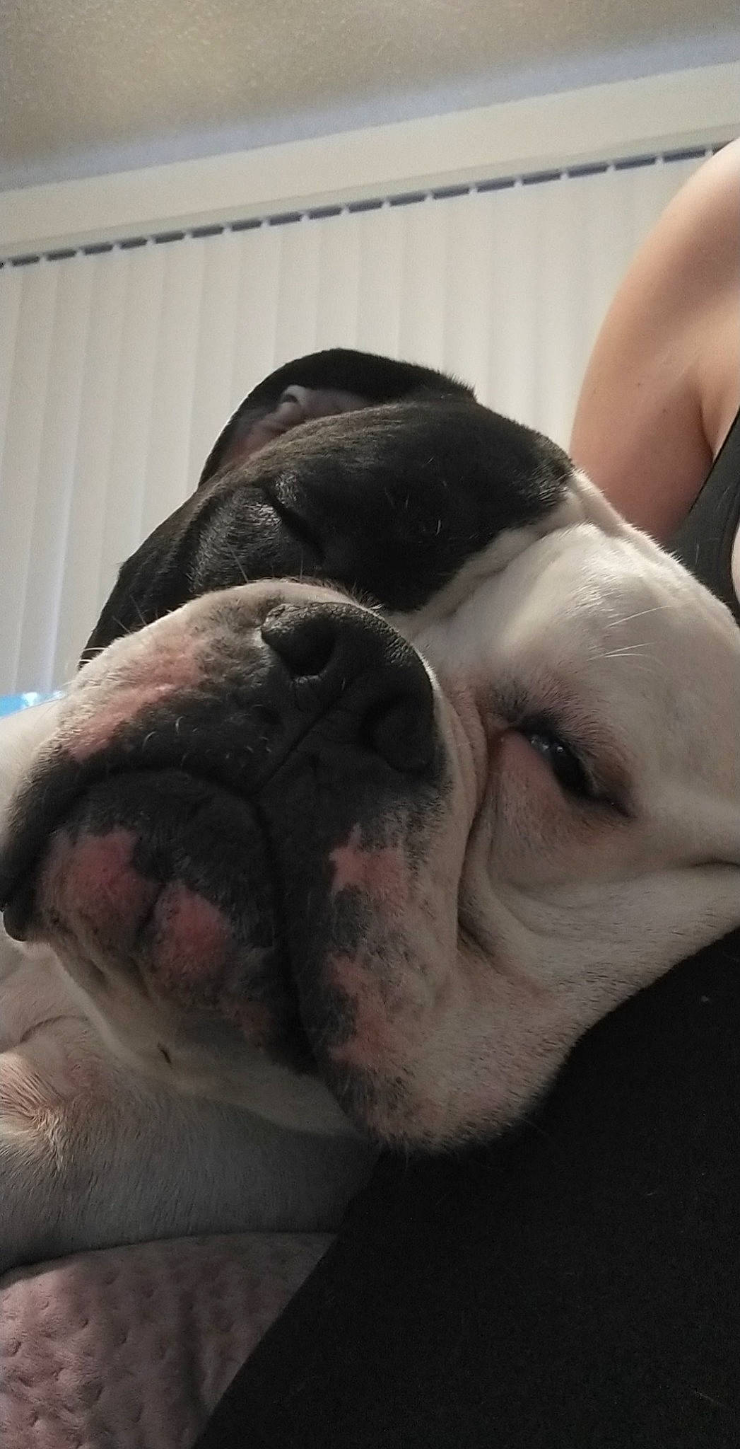 Mordi joined the competition — help win amazing prizes! bulldog, canidae, carnivore, comfort, companion_dog, dog, dog_breed, eye, fawn, head, jaw, mammal, molosser, snout, sporting_group, terrestrial_animal, vertebrate, whiskers, working_animal, wrinkle