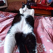 Chopper a rejoint le concours — aidez-le/la à gagner de superbes lots ! cat, tuxedo_cat, bed, pink_bedspread, pillow, indoor, pet, animal, fur, relaxed, lying_down, wide_eyes, black_and_white, home, cozy, furniture, photograph, frame, personal_items, curiosity