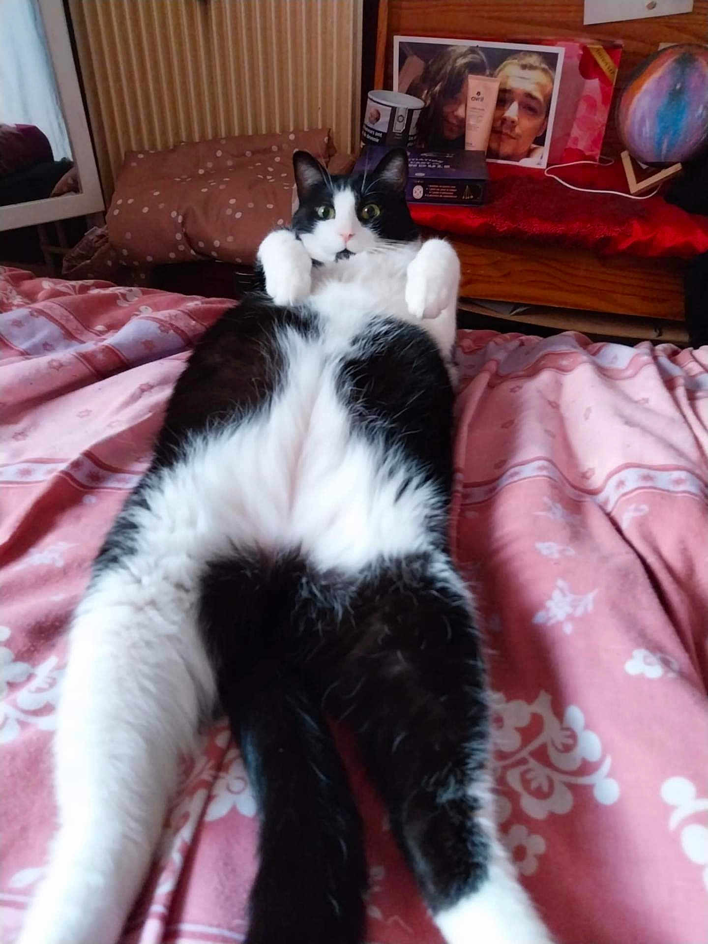 Chopper a rejoint le concours — aidez-le/la à gagner de superbes lots ! cat, tuxedo_cat, bed, pink_bedspread, pillow, indoor, pet, animal, fur, relaxed, lying_down, wide_eyes, black_and_white, home, cozy, furniture, photograph, frame, personal_items, curiosity