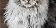 Rambo participe au concours pour gagner de l'argent avec cette photo : cat, tabby, fluffy, yellow_eyes, feline, pet, animal, domestic_cat, mammal, fur, whiskers, paw, floor, wooden_floor, indoor, looking_at_camera, relaxed, laying_down, closeup, portrait