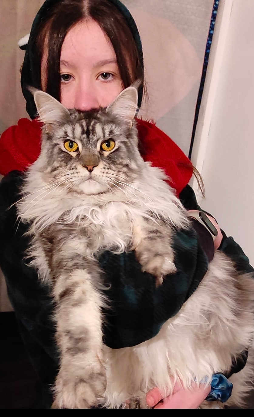Rambo participe au concours pour gagner de l'argent avec cette photo : cat, maine_coon, fluffy, person, face, eyes, indoor, scarf, red, black_clothing, holding, pet, feline, portrait, long_hair, yellow_eyes, cute, cozy, animal, closeup