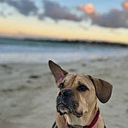 Roky participe au concours pour gagner de l'argent avec cette photo : dog, beach, sand, sunset, harness, collar, sea, sky, clouds, animal, pet, outdoor, canine, nature, water, portrait, mammal, fur, one_ear_up, calm