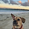 dog, beach, sand, sunset, harness, collar, sea, sky, clouds, animal, pet, outdoor, canine, nature, water, portrait, mammal, fur, one_ear_up, calm