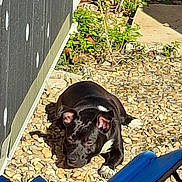 Sebastien Heldé participe au concours pour gagner de l'argent avec cette photo : dog, black_dog, pebbles, outdoor, sunlight, relaxed, resting, greenery, sidewalk, shadow, blue_object, animal, pet, nature, daylight, ears, fur, white_paw, quiet, calm