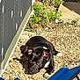 dog, black_dog, pebbles, outdoor, sunlight, relaxed, resting, greenery, sidewalk, shadow, blue_object, animal, pet, nature, daylight, ears, fur, white_paw, quiet, calm