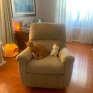 Tony joined the competition — help win amazing prizes! armchair, cat, orange_tabby, plush_toy, penguin, living_room, wooden_floor, curtains, sunlight, pineapple_pet_bed, window, picture_frame, lamp, side_table, decor, cozy, indoor, furniture, yawning_cat, relaxing