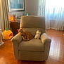 armchair, cat, orange_tabby, plush_toy, penguin, living_room, wooden_floor, curtains, sunlight, pineapple_pet_bed, window, picture_frame, lamp, side_table, decor, cozy, indoor, furniture, yawning_cat, relaxing