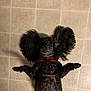 accessories, affenpinscher, animal, canine, cockerspaniel, dog, papillon, pet, poodle, puppy, strap, terrier, tile