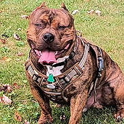 Diesel joined the competition — help win amazing prizes! dog, brindle_dog, pit_bull, sitting, grass, outdoors, harness, collar, leash, tongue_out, panting, happy, smiling, muscular, brown, black, portrait, pet, lawn, fallen_leaves
