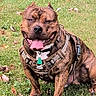 dog, brindle_dog, pit_bull, sitting, grass, outdoors, harness, collar, leash, tongue_out, panting, happy, smiling, muscular, brown, black, portrait, pet, lawn, fallen_leaves