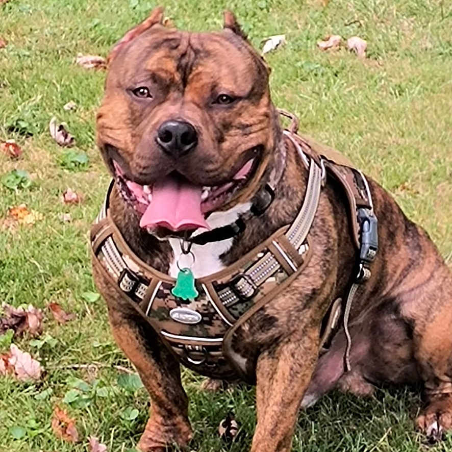 Diesel